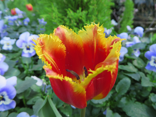 March30_fringed hybrid tulip
