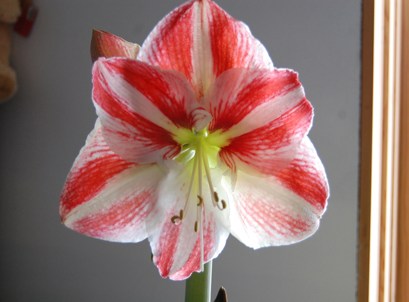 Dec5_amaryllis flower
