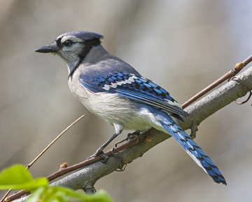 How to Attract Blue Jays