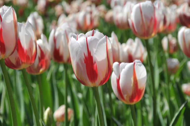 how-to-grow-canada-150-tulips-markcullen