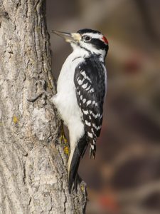 Hairy Woodpecker, Pike Lake Provincial Park, Saskatchewan