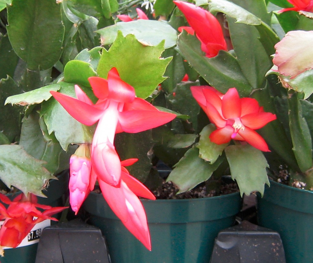 Caring for your Christmas Cactus | markcullen.com